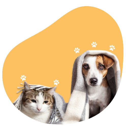 Dogs Image